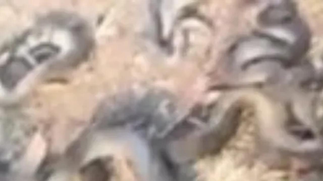 Viral Puluhan Ular Terbakar di Gunung Sindur Bogor