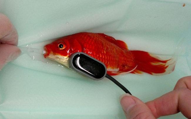 Ikan mas yang dioperasi karena sembelit | Photo: Copyright odditycentral.com
