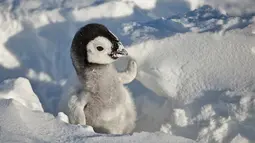 Bayi pinguin setelah menetas dan mencoba untuk berjalan di gundukan salju di Benua Antartika. Setelah menetas bayi pinguin akan mencoba berjalan di salju sambi didampingi oleh orang tuanya. (Dailymail.co.uk)
