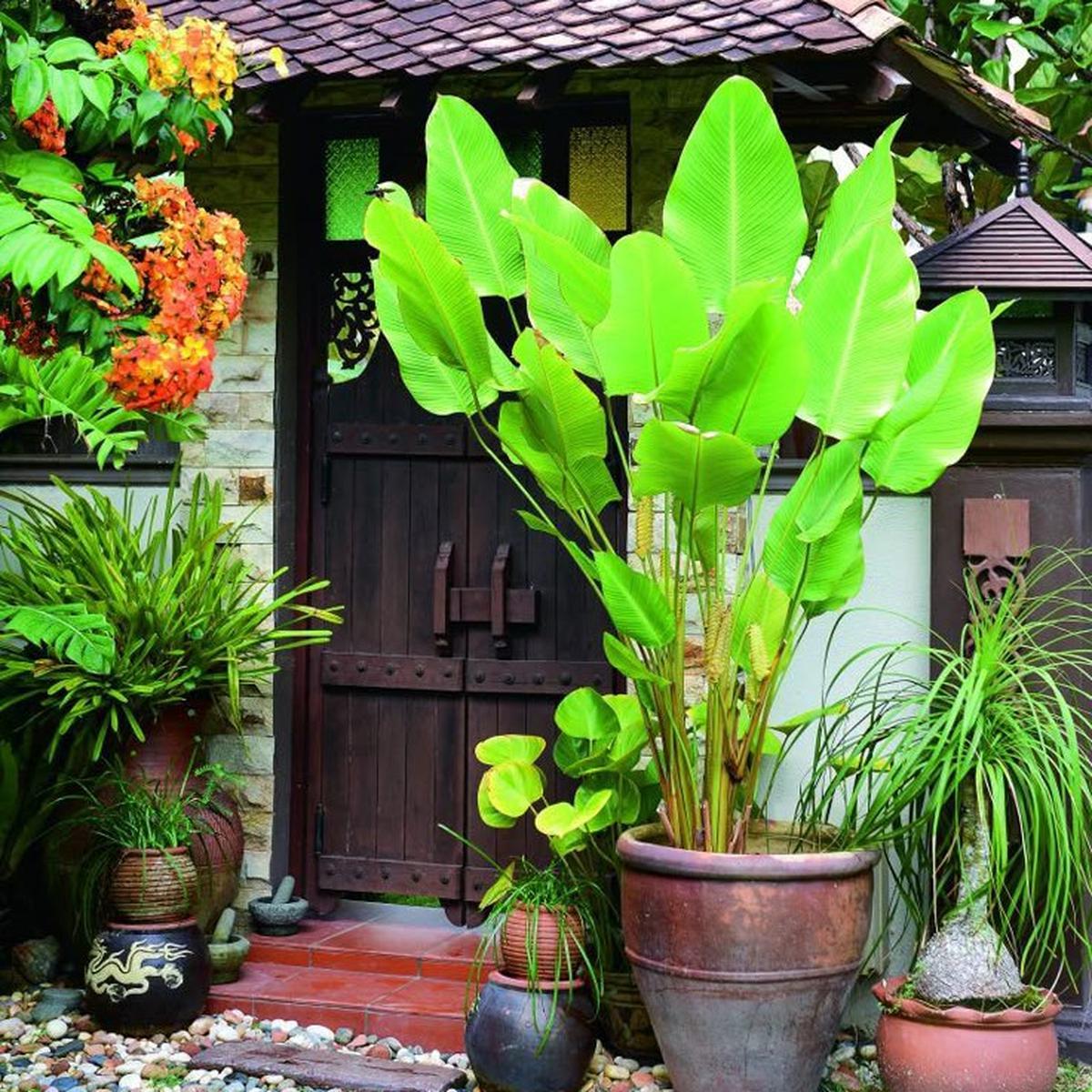 Ilustrasi Taman Depan Pagar Rumah (©Pinterest)
