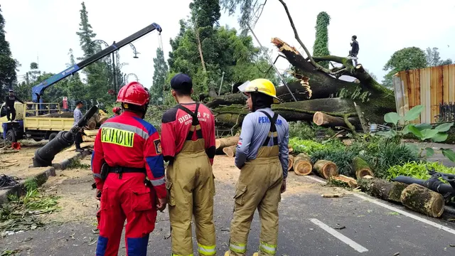 pohon tumbang, bandung