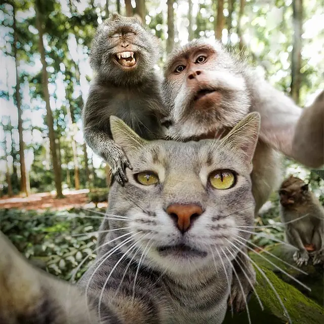 6 Pose Selfie Kucing Ini Bikin Gemes, Ekspresinya Lucu