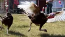 Ayam kalkun bersaing dalam balap Turkey Stampede pada acara tahunan Kern County Fair di Bakersfield, California, Sabtu (30/9). Lomba ini diadakan Nancy dan Gil Riegler setiap mereka mengadakan pameran di seluruh negara bagian di AS. (Mark RALSTON/AFP)