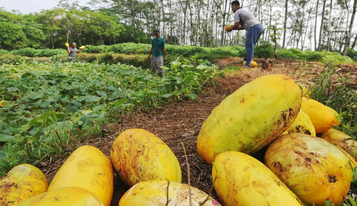 Petani memanen buah timun suri untuk keperluan berbuka puasa di Desa Kemang, Bogor, Selasa (7/5/2019). Intensitas hujan yang tinggi di Bogor menyebabkan hasil panen menurun sehingga harga timun suri naik 100 persen dari Rp 6 ribu per buah menjadi Rp 12 ribu per buah. (merdeka.com/Arie Basuki)