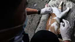 Dokter hewan dari Dinas Ketahanan Pangan dan Pertanian menyuntikkan vaksin rabies pada seekor kucing di Jakarta, Rabu (27/10/2021). Vaksin rabies untuk hewan peliharaan warga ini merupakan program Pemda untuk menjadikan kota Jakarta menjadi ramah hewan atau tanpa rabies. (Liputan6.com/JohanTallo)