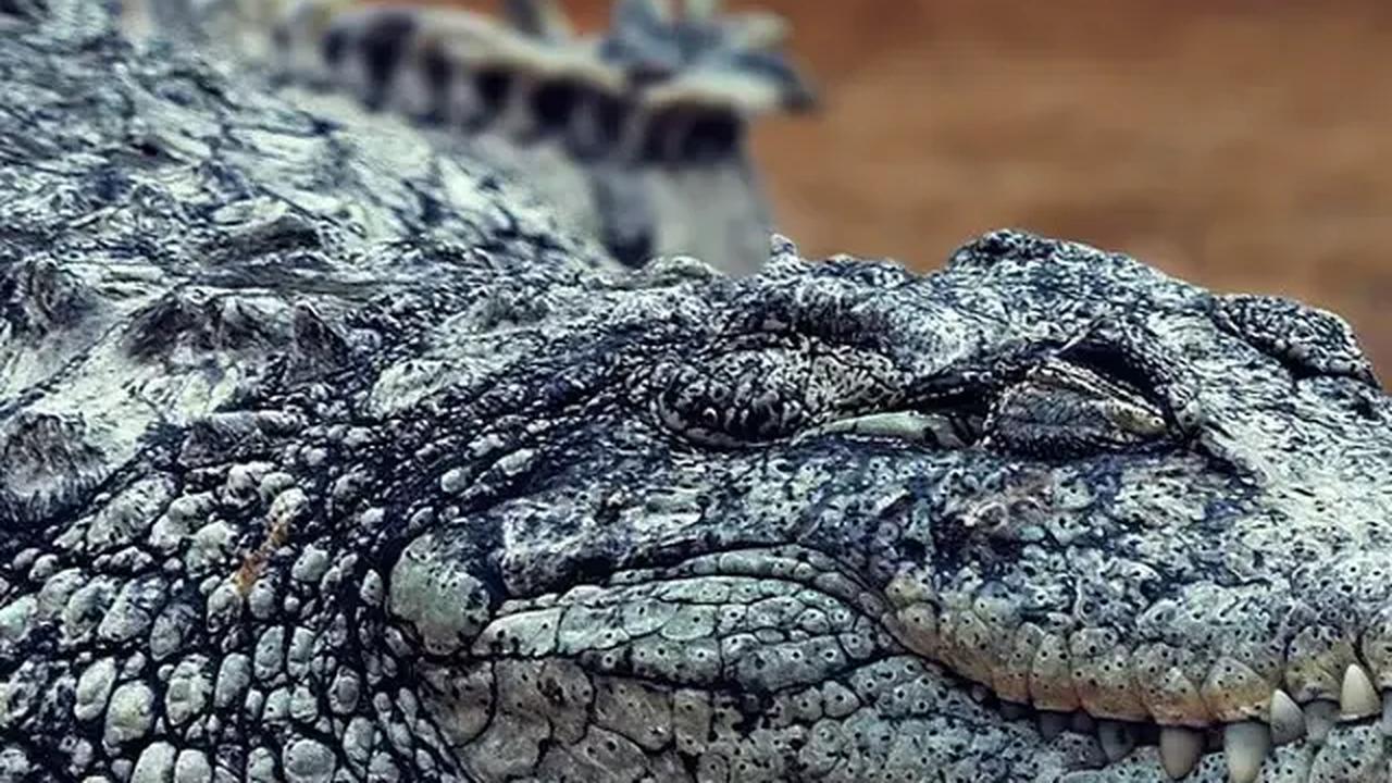 Tidak jelas dari penelitian ini apakah perilaku ini dimotivasi oleh buaya yang mencoba berburu mangsa yang rentan atau karena alasan lain.