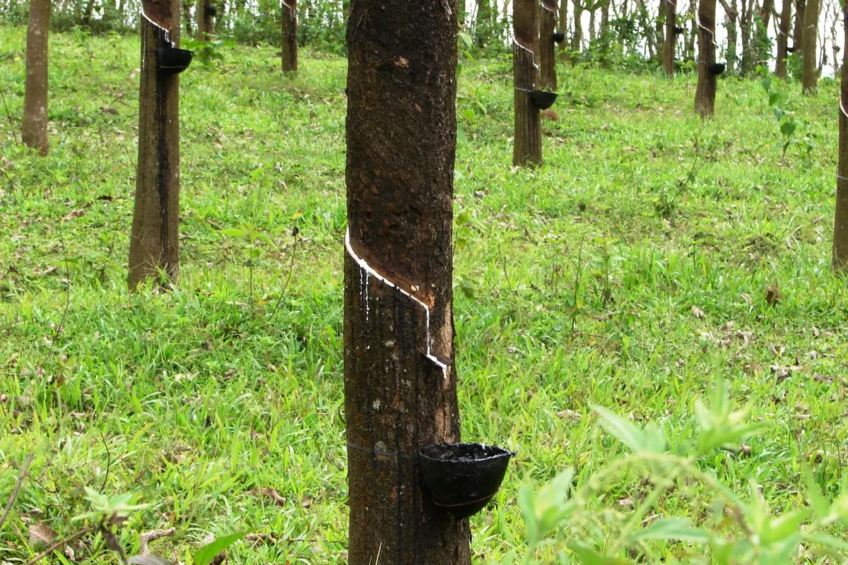 Pohon Karet