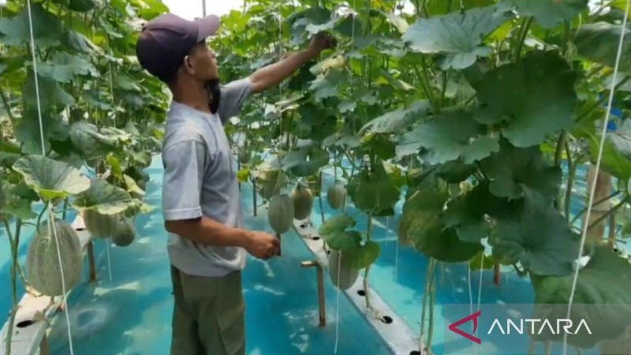 BUMDes Jambangan Magetan Sukses Kembangkan Wisata Edukasi Petik Melon Hidroponik Jatera Agro