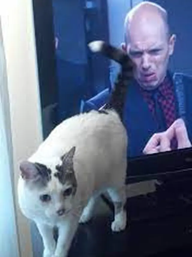 6 Momen Kebetulan Kucing di Depan Layar Ini Ciptakan Ilusi Optik