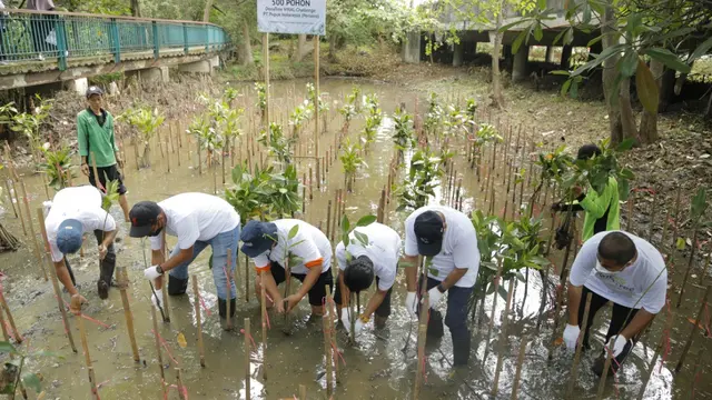 Dalam rangka memperingati hari pohon sedunia, PT Pupuk Indonesia melakukan penanaman 5.500 bibit mangrove