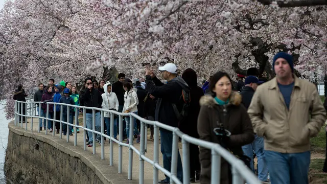 Bunga-Sakura-Washington