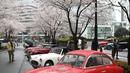 Fiat Zagato 750GT MM Derivata 1953 saat dipamerkan dalam acara Japan Classic Automobile 2016 di Tokyo, Minggu (4/3). Pameran mobil klasik ini diadakan dibawah pohoh sakura. (AFP/Toshifumi Kitamura)