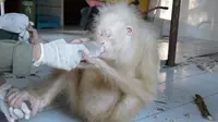 Alba Orangutan albino satu-satunya di dunia