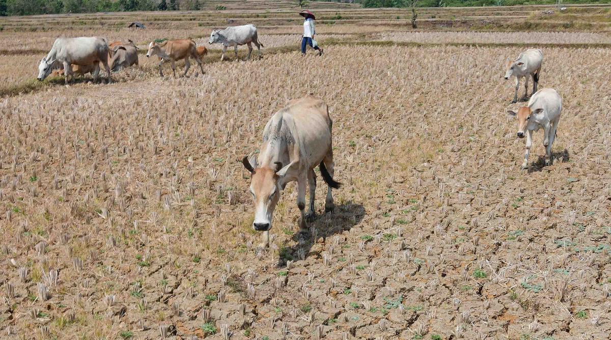 Kekeringan Ekstrem Sebabkan Sawah di Jonggol Mengering