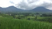 Desa Wisata Jatiluwih menyuguhkan panorama keindahan hijaunya sawah bertingkat di Tabanan, Bali. (Liputan6.com/Putu Elmira)