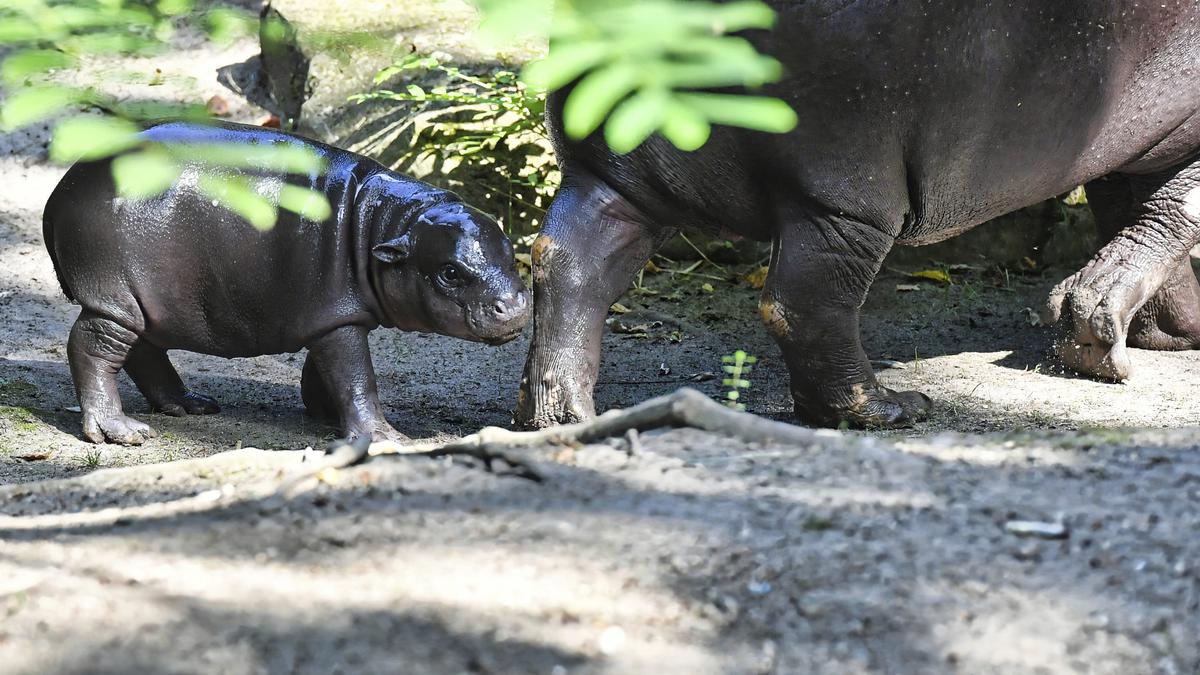 Debut Publik Bayi Kuda Nil Kerdil yang Langka di Kebun Binatang Berlin Berita Viral Hari Ini Jumat 20 September 2024