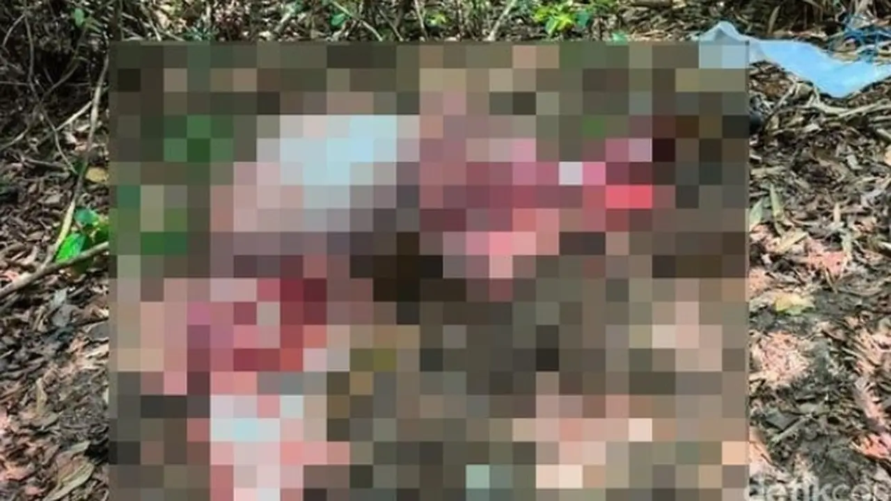 Banteng Jawa di Alas Purwo Ditemukan Mati Dikuliti Diambil Dagingnya
