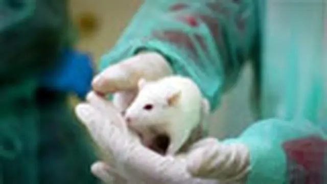 kloning-tikus130628b-g.jpg