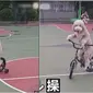 Viral, Video Anjing Kendarai Sepeda untuk Jalan-Jalan Ini Bikin Gemas (Sumber: Oddity Central)