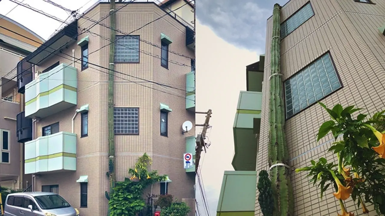Tumbuh Setinggi Gedung 3 Lantai, Kaktus Ini Mendadak Viral di Media Sosial