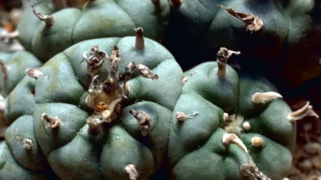 Peyote