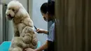 Seorang karyawan memotong bulu anjing berbentuk Singa di salon hewan, Tainan , Taiwan, (19/6).Karakter beruang menjadi salah satu idola pemilik hewan untuk membuat peliharannya semakin lucu. (REUTERS / Tyrone Siu)