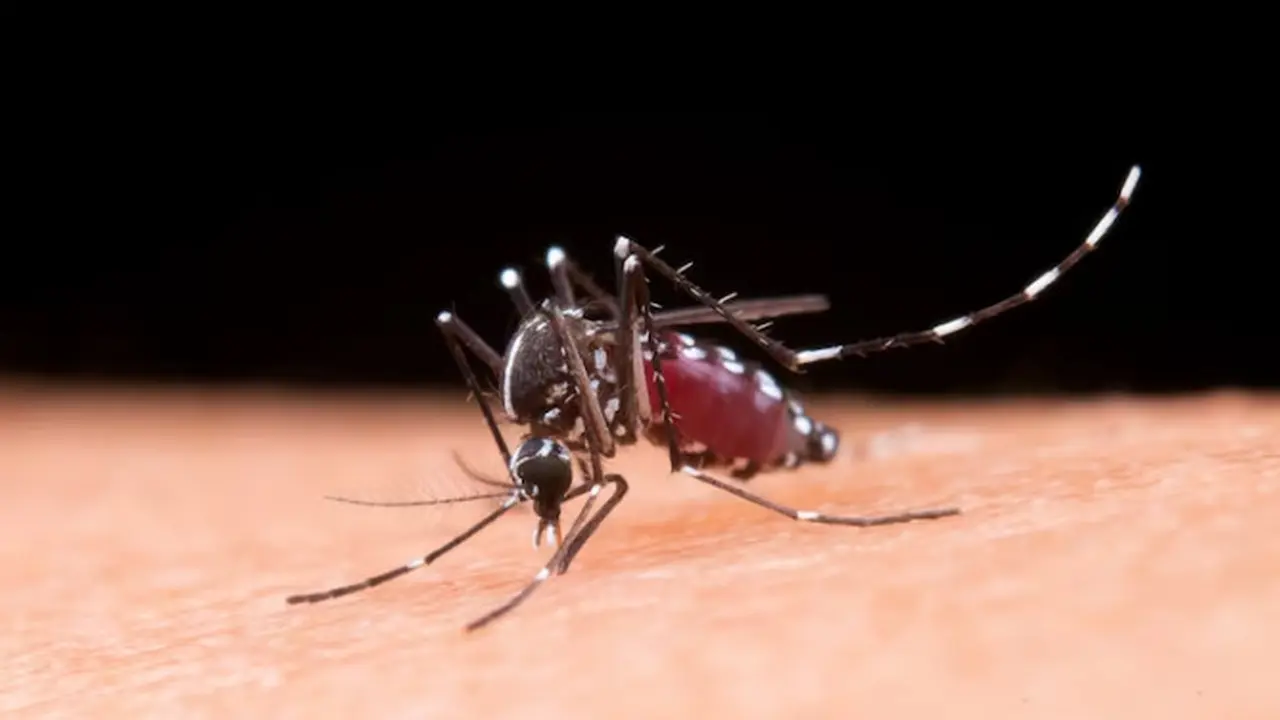 Epidemiolog Khawatir Tren Kenaikan DBD 2024 Didominasi Dengue Virus Serotype 2. Foto: Jcomp Freepik.