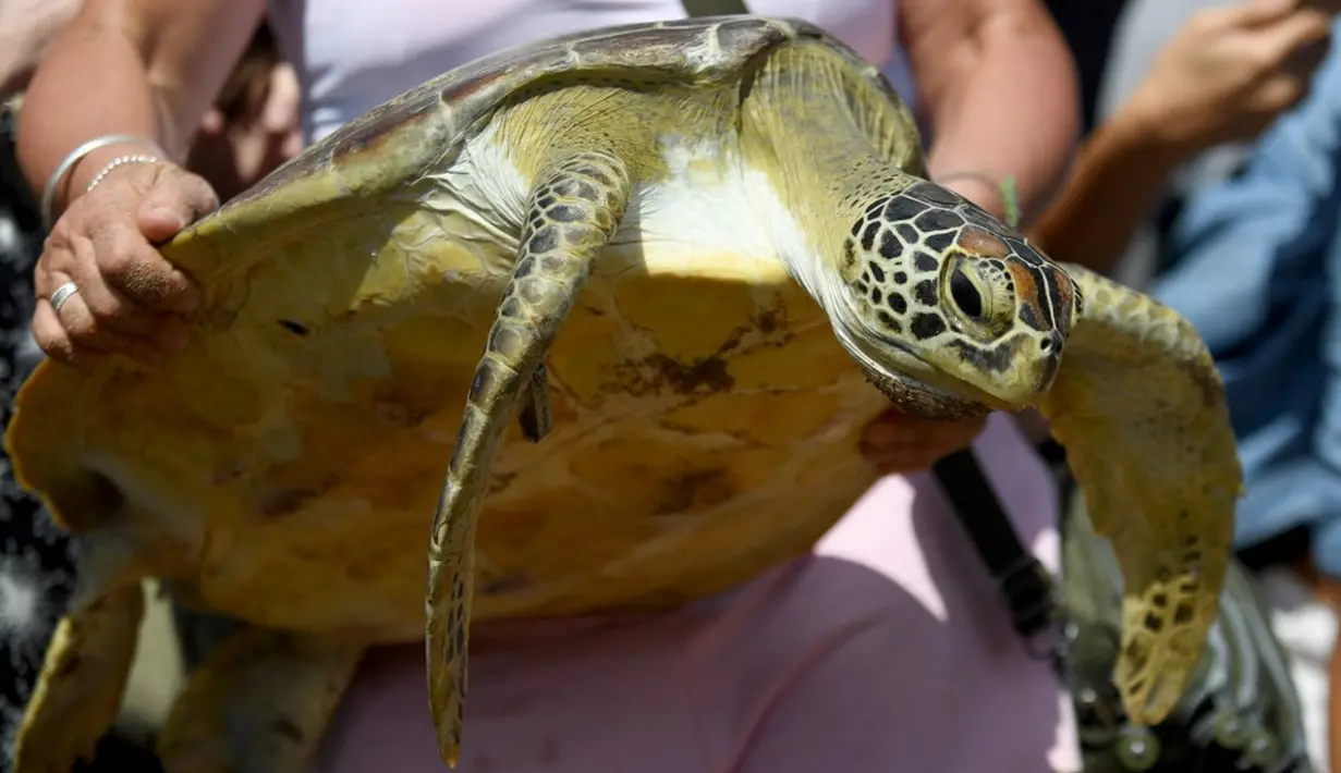 <p>Berdasarkan red list dari Lembaga Internasional Konservasi Alam atau International Union for Conservation of Nature (IUCN), keenam jenis penyu tersebut termasuk ke dalam kategori rentan hingga sangat terancam. (SONNY TUMBELAKA/AFP)</p>