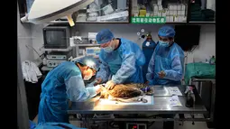 Tiga Dokter hewan menangani operasi burung hantu elang  yang menderita patah tulang di sayap kanan di rumah sakit Shenyang, Liaoning, Rabu (21/1/2015). Burung hantu jenis ini merupakan salah satu hewan yang dilindungi di Tiongkok (REUTERS/Stringer)