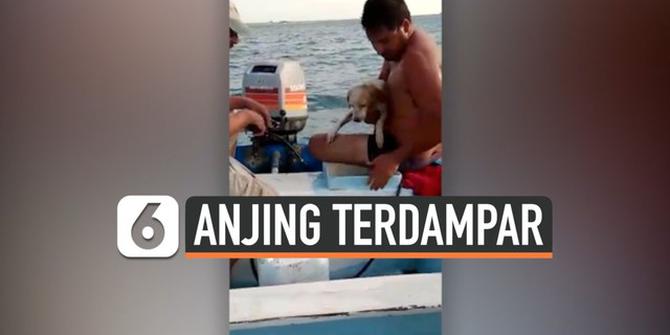 VIDEO: Penyelamatan Anjing yang Terdampar di Tengah Laut