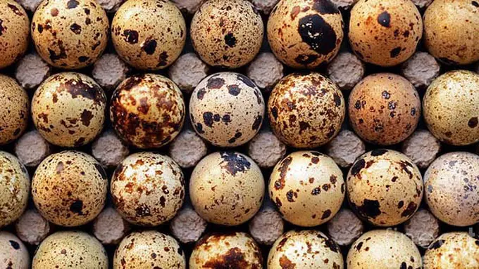 (C)lauralomacdesign.blogspot.com