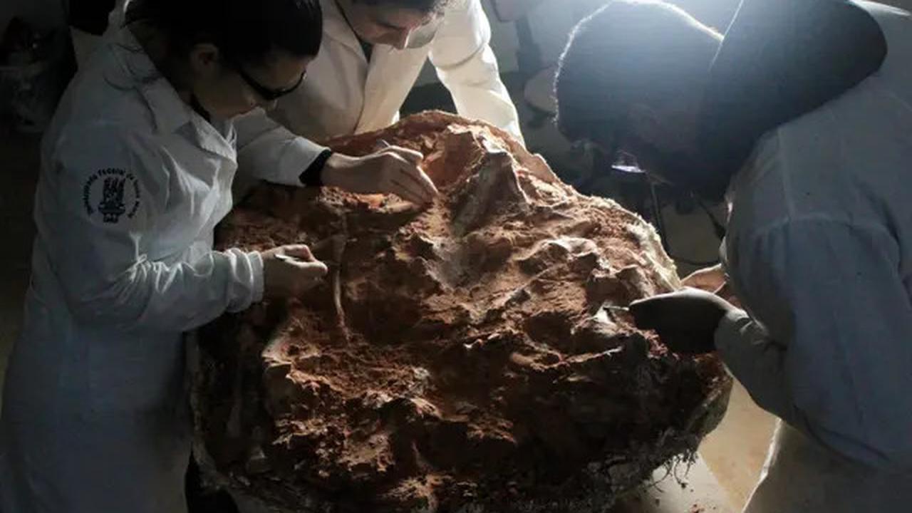 Momen Langka, Ilmuwan Tak Sengaja Temukan Fosil Dinosaurus di Lahan Parkir!