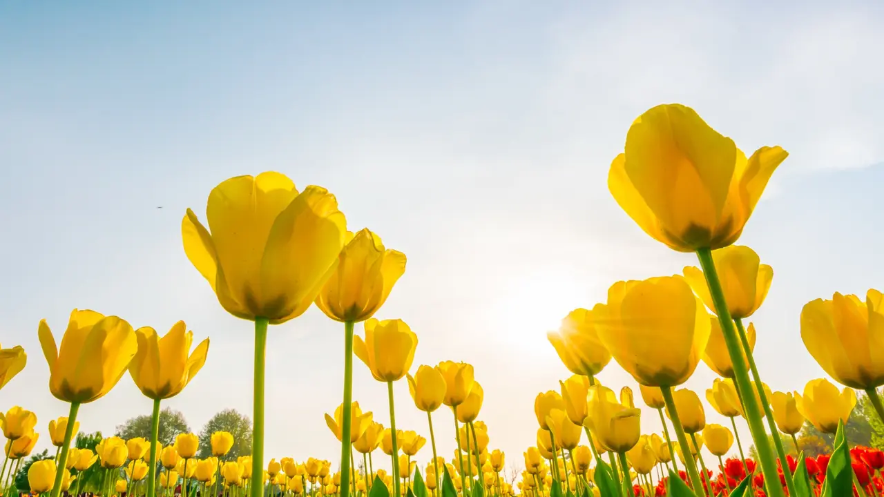 Flowers