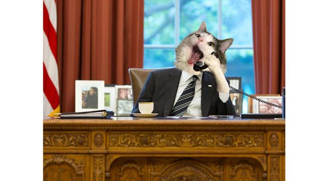 Begini Rupa Kucing Jadi Hewan Lain