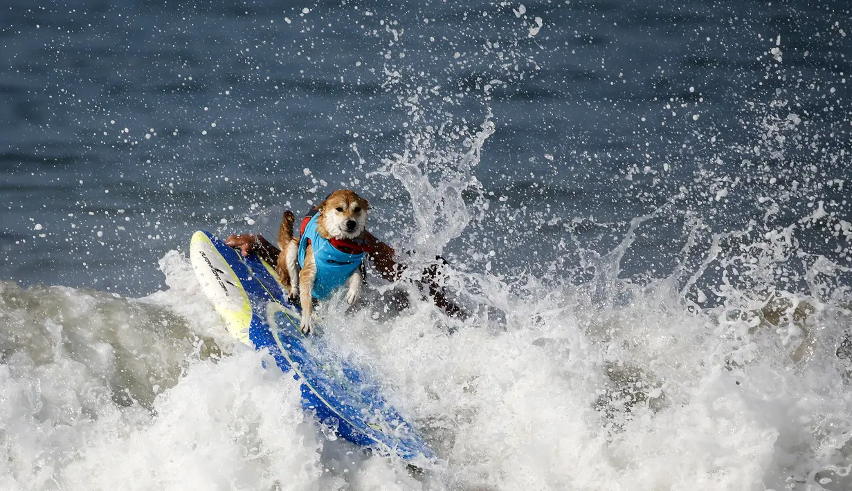 Seekor anjing berkompetisi dalam acara tahunan Surf City Surf Dog di Huntington Beach, California padaSabtu (25/9/2021). Para anjing menaklukkan ombak di atas papan surfingnya. (AP Photo/Ringo H.W. Chiu)