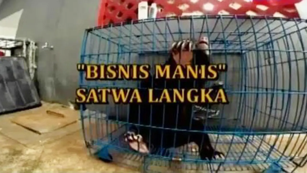 Sigi: Bisnis Manis Satwa Langka