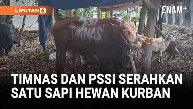 VIDEO: Menang Lawan China, Timnas dan PSSI Rayakan dengan Kurban Sapi ke Masjid Al Bina Senayan
