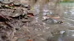 Kura-kura sungai berbintik kuning (podocnemis unifilis) dilepasliarkan di Sungai Iguapo-Acu, Beruri, Negara Bagian Amazonas, Brasil, pada tanggal 7 Februari 2025. (Orlando Junior/AFP)
