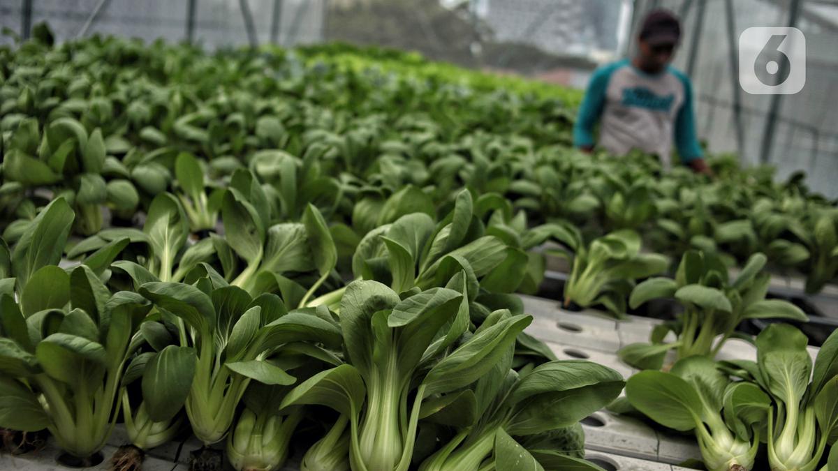 Perubahan Iklim Berdampak ke Pertanian Hortikultura, Ini Solusinya