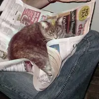 Para Kucing Ini Tidak Akan Biarkan Tuannya Membaca dengan Tenang