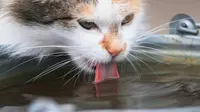 Kucing sedang minum air (Shutterstock)