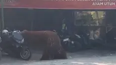 Orang Utan Solo Safari Kabur dari Kandang, Masuk ke Warung Ayam Goreng
