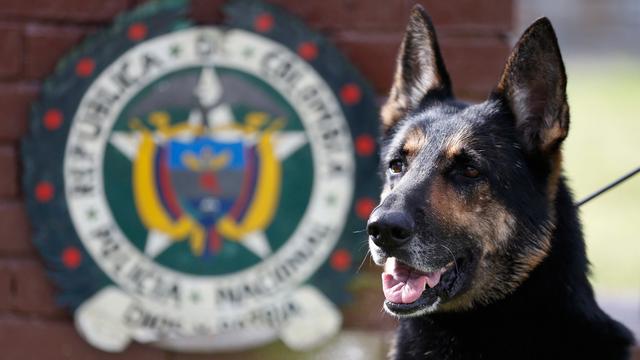 Anjing Pelacak Kepolisian Kolombia, Sombra