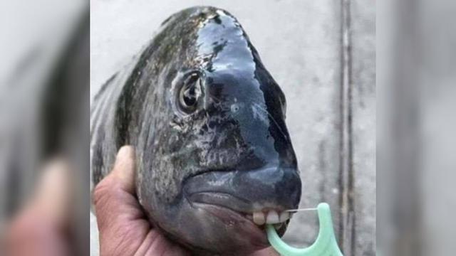 Black pacu