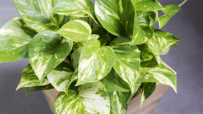 ilustrasi Golden Pothos (sumber: iStockphoto)