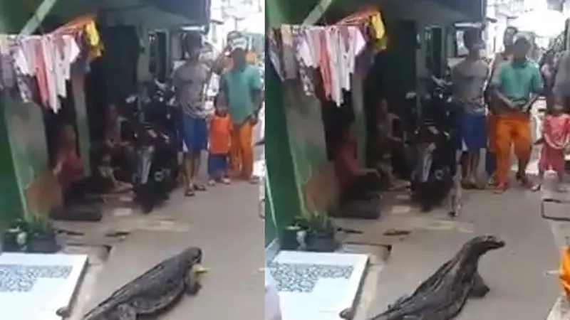 pasukan oranye temukan biawak raksasa