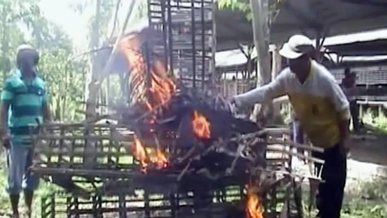 Bakar Kandang - Liputan6 Petang 