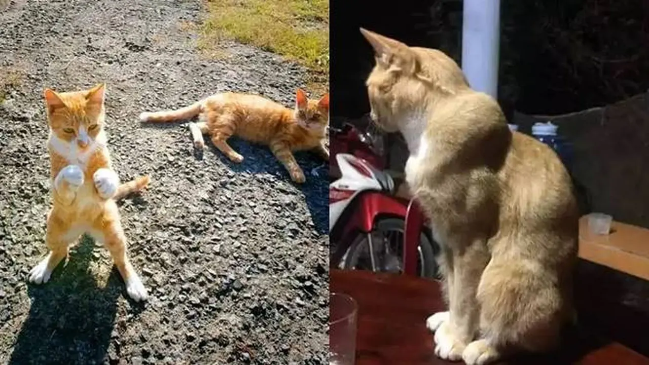 8 Potret Nyeleneh Kucing Tampil Berotot Ini Bikin Tepuk Jidat