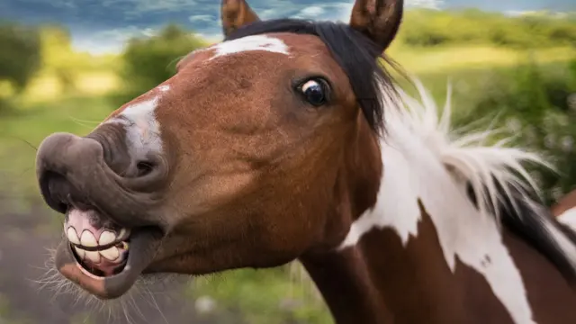 Funny Horse
