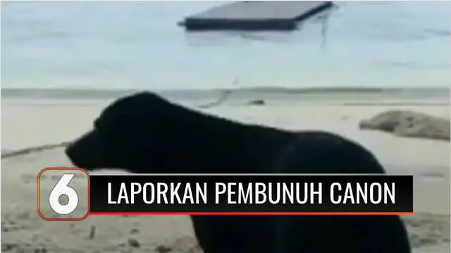 Koalisi Perlindungan Hewan Indonesia (KPHI) melaporkan kasus kematian seekor anjir bernama Canon ke Kepolisian Aceh Singkil. Anjing ini diduga mati saat dievakuasi oleh petugas Satpol PP di kawasan wisata Pulau Panjang, Aceh, beberapa waktu lalu.